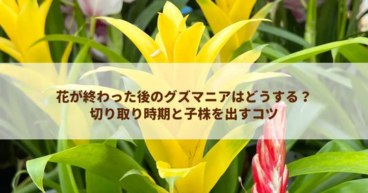 花が終わった後のグズマニアはどうする？切り取り時期と子株を出すコツ