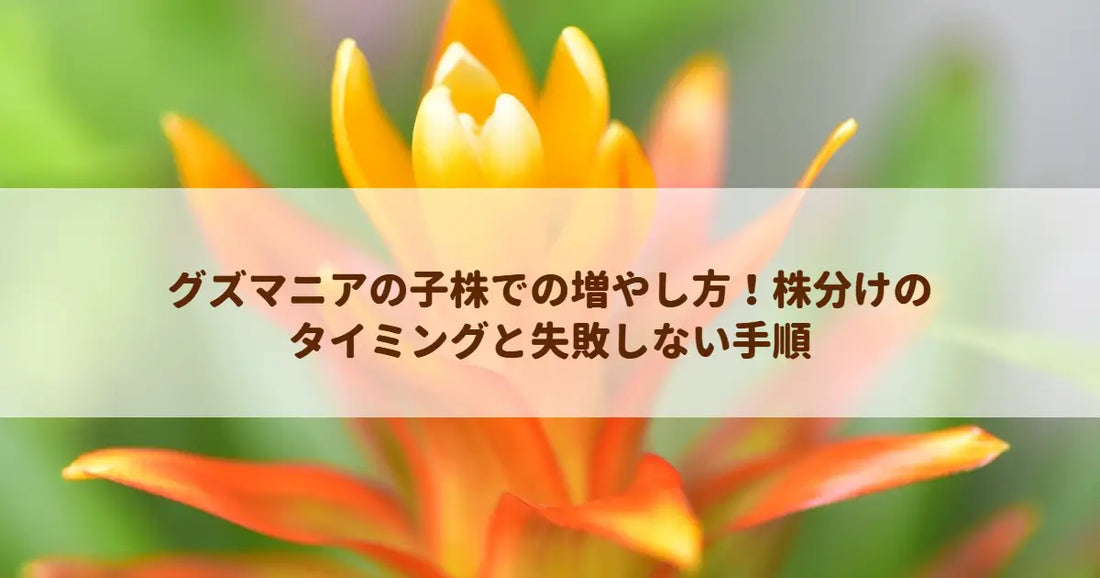 グズマニアの子株での増やし方！株分けのタイミングと失敗しない手順