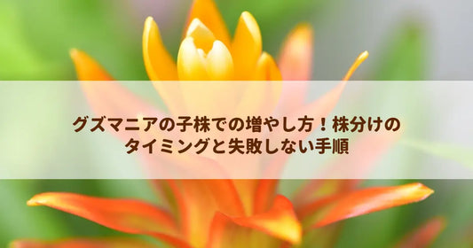 グズマニアの子株での増やし方！株分けのタイミングと失敗しない手順