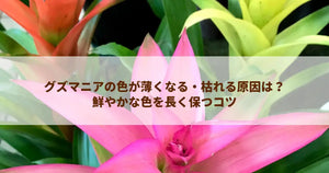 グズマニアの色が薄くなる・枯れる原因は？鮮やかな色を長く保つコツ