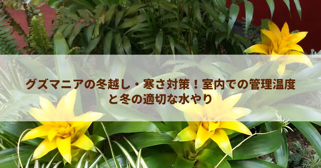グズマニアの冬越し・寒さ対策！室内での管理温度と冬の適切な水やり