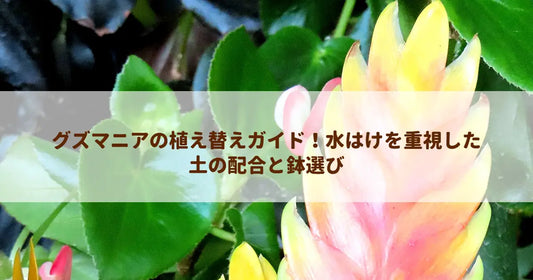 グズマニアの植え替えガイド！水はけを重視した土の配合と鉢選び