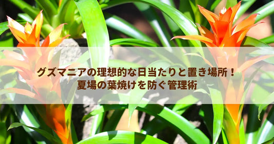 グズマニアの理想的な日当たりと置き場所！夏場の葉焼けを防ぐ管理術