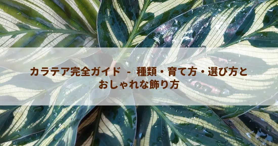カラテア完全ガイド - 種類・育て方・選び方とおしゃれな飾り方