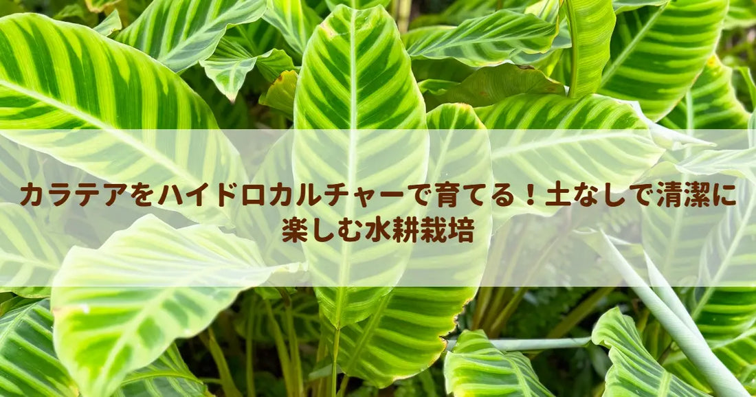 カラテアをハイドロカルチャーで育てる！土なしで清潔に楽しむ水耕栽培
