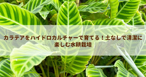 カラテアをハイドロカルチャーで育てる！土なしで清潔に楽しむ水耕栽培