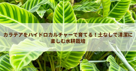 カラテアをハイドロカルチャーで育てる！土なしで清潔に楽しむ水耕栽培