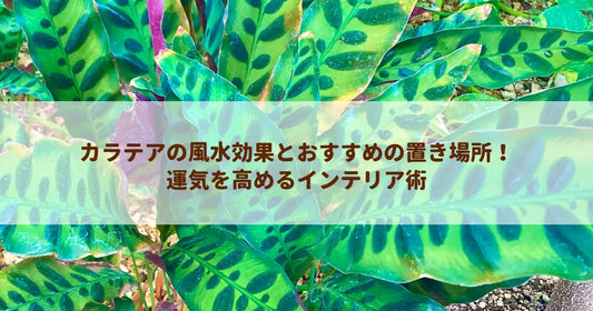 カラテアの風水効果とおすすめの置き場所！運気を高めるインテリア術