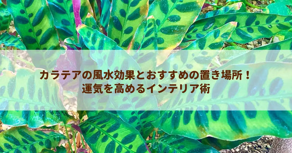 カラテアの風水効果とおすすめの置き場所！運気を高めるインテリア術