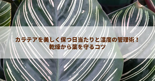 カラテアを美しく保つ日当たりと湿度の管理術！乾燥から葉を守るコツ