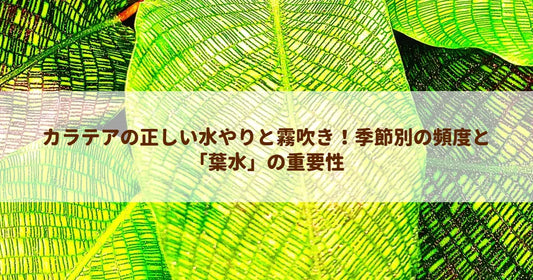 カラテアの正しい水やりと霧吹き！季節別の頻度と「葉水」の重要性