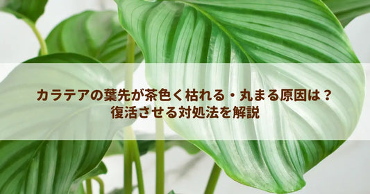カラテアの葉先が茶色く枯れる・丸まる原因は？復活させる対処法を解説
