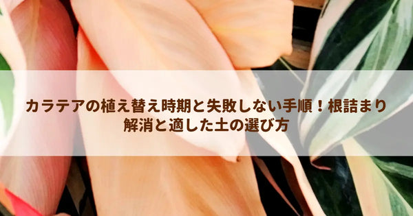 カラテアの植え替え時期と失敗しない手順！根詰まり解消と適した土の選び方