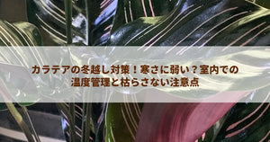 カラテアの冬越し対策！寒さに弱い？室内での温度管理と枯らさない注意点