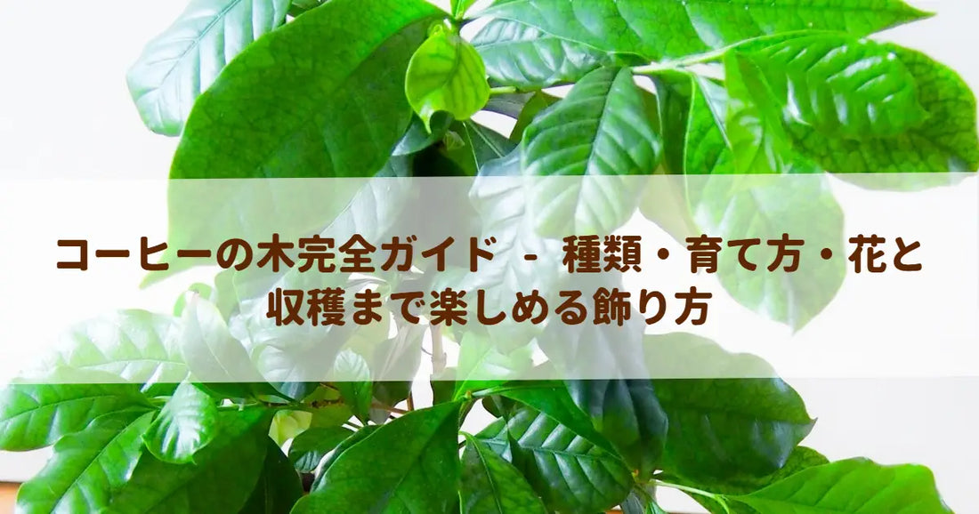 コーヒーの木完全ガイド - 種類・育て方・花と収穫まで楽しめる飾り方