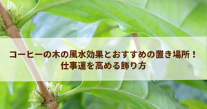 コーヒーの木の風水効果とおすすめの置き場所！仕事運を高める飾り方