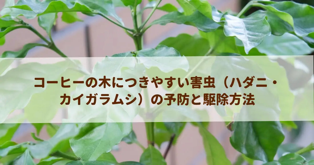 コーヒーの木につきやすい害虫（ハダニ・カイガラムシ）の予防と駆除方法
