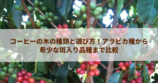 コーヒーの木の種類と選び方！アラビカ種から希少な斑入り品種まで比較