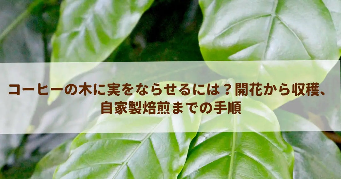 コーヒーの木に実をならせるには？開花から収穫、自家製焙煎までの手順