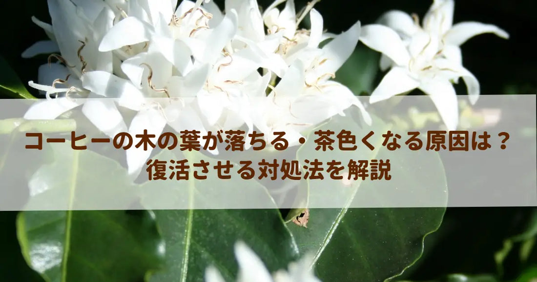 コーヒーの木の葉が落ちる・茶色くなる原因は？復活させる対処法を解説