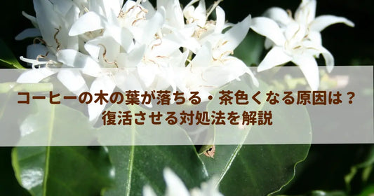 コーヒーの木の葉が落ちる・茶色くなる原因は？復活させる対処法を解説