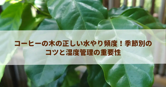 コーヒーの木の正しい水やり頻度！季節別のコツと湿度管理の重要性