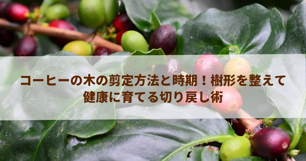 コーヒーの木の剪定方法と時期！樹形を整えて健康に育てる切り戻し術