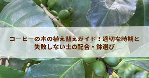 コーヒーの木の植え替えガイド！適切な時期と失敗しない土の配合・鉢選び