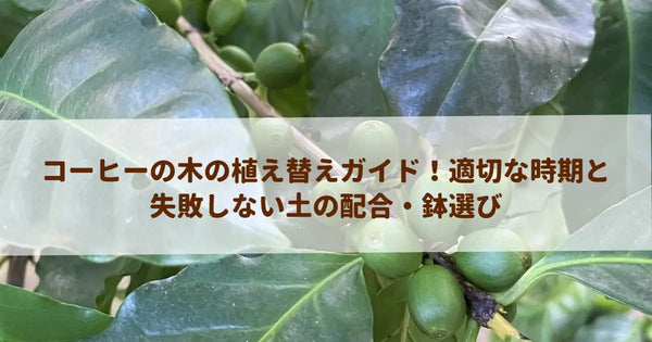 コーヒーの木の植え替えガイド！適切な時期と失敗しない土の配合・鉢選び