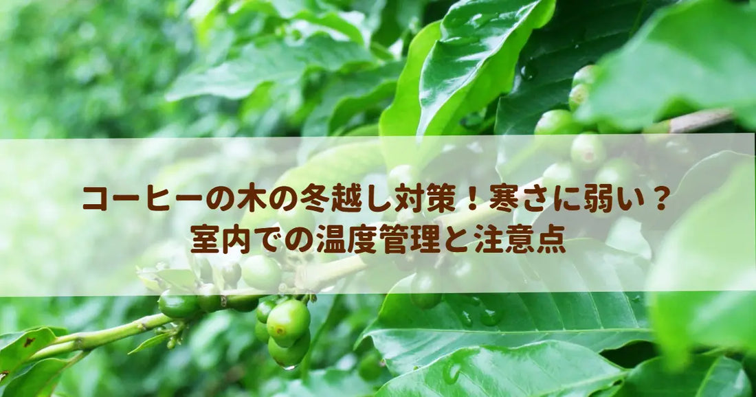 コーヒーの木の冬越し対策！寒さに弱い？室内での温度管理と注意点