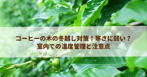 コーヒーの木の冬越し対策！寒さに弱い？室内での温度管理と注意点