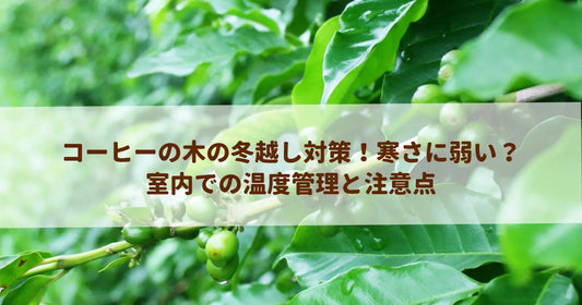 コーヒーの木の冬越し対策！寒さに弱い？室内での温度管理と注意点