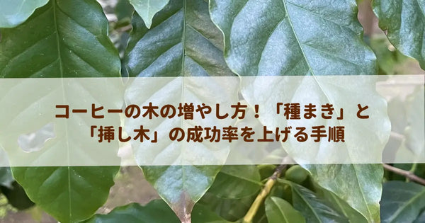 コーヒーの木の増やし方！「種まき」と「挿し木」の成功率を上げる手順