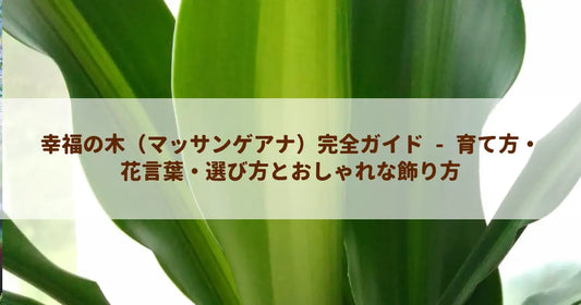 幸福の木（マッサンゲアナ）完全ガイド - 育て方・花言葉・選び方とおしゃれな飾り方