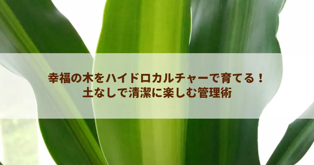 幸福の木をハイドロカルチャーで育てる！土なしで清潔に楽しむ管理術