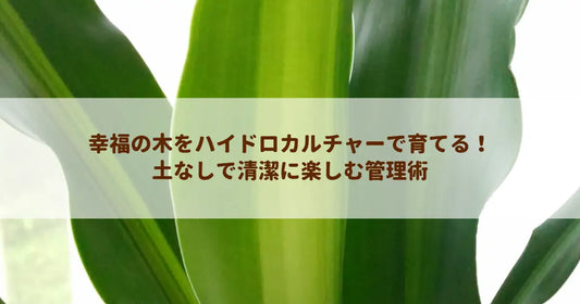 幸福の木をハイドロカルチャーで育てる！土なしで清潔に楽しむ管理術