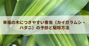 幸福の木につきやすい害虫（カイガラムシ・ハダニ）の予防と駆除方法