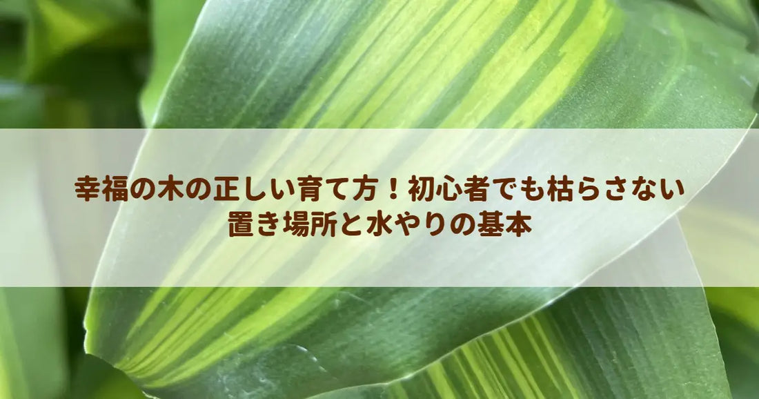 幸福の木の正しい育て方！初心者でも枯らさない置き場所と水やりの基本