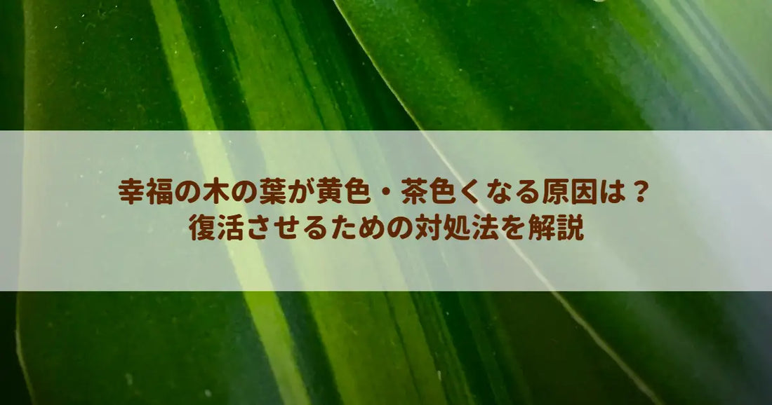 幸福の木の葉が黄色・茶色くなる原因は？復活させるための対処法を解説