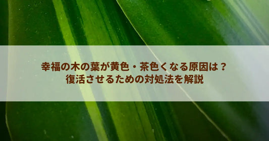 幸福の木の葉が黄色・茶色くなる原因は？復活させるための対処法を解説