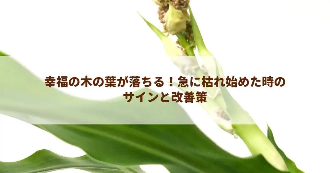 幸福の木の葉が落ちる！急に枯れ始めた時のサインと改善策