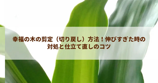 幸福の木の剪定（切り戻し）方法！伸びすぎた時の対処と仕立て直しのコツ