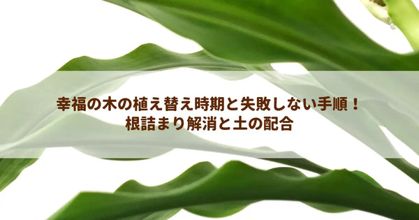 幸福の木の植え替え時期と失敗しない手順！根詰まり解消と土の配合
