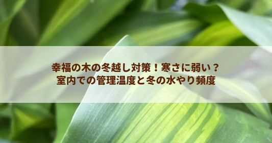 幸福の木の冬越し対策！寒さに弱い？室内での管理温度と冬の水やり頻度