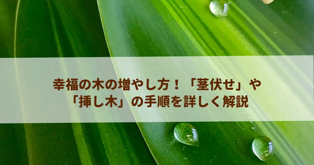 幸福の木の増やし方！「茎伏せ」や「挿し木」の手順を詳しく解説