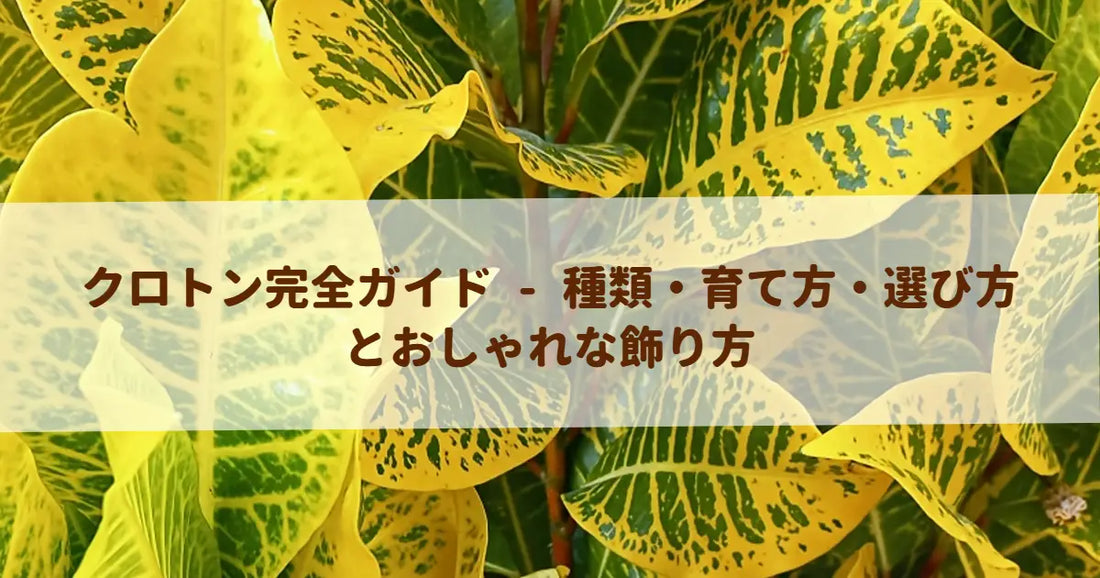 クロトン完全ガイド - 種類・育て方・選び方とおしゃれな飾り方