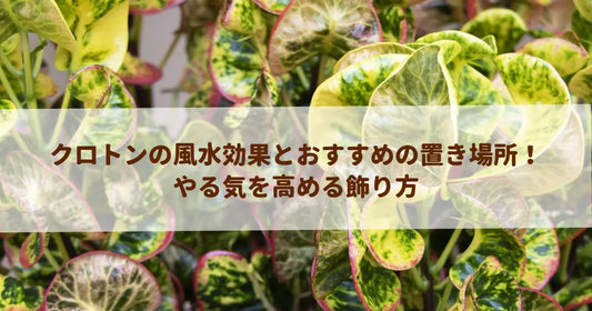 クロトンの風水効果とおすすめの置き場所！やる気を高める飾り方
