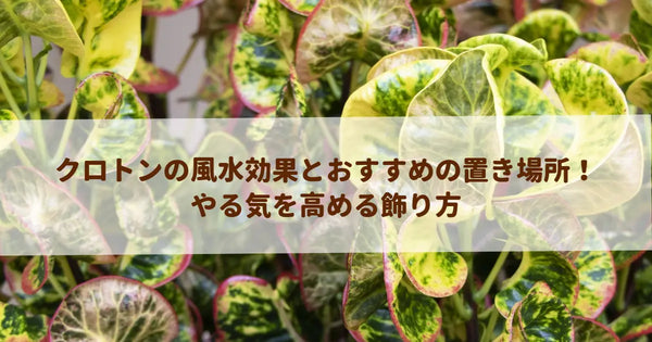 クロトンの風水効果とおすすめの置き場所！やる気を高める飾り方