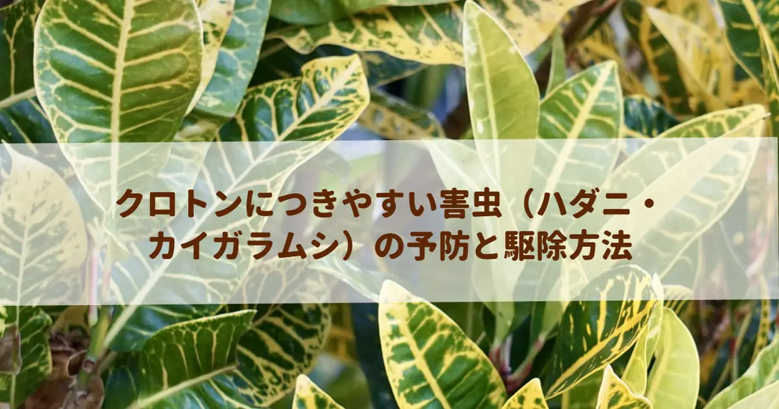 クロトンにつきやすい害虫（ハダニ・カイガラムシ）の予防と駆除方法
