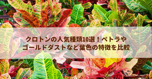 クロトンの人気種類10選！ペトラやゴールドダストなど葉色の特徴を比較